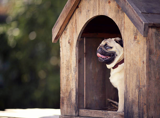 Funny pug dog in the dog house